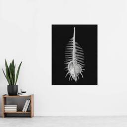 "Artery8 Sea Shell Sketch on Black Haeckel Botanical Wall Art Print Poster - Size: W24"" x H32""" - thumbnail 4