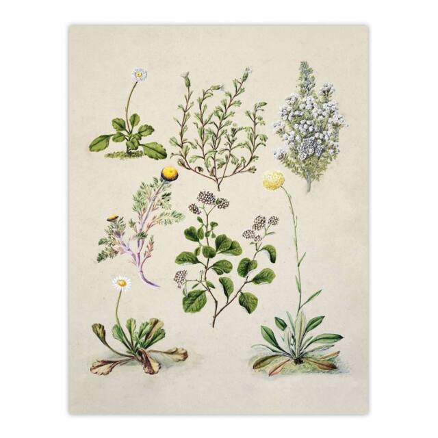 "Artery8 Native New Zealand Wildflowers Artwork Featon Wall Art Poster Print in Beige - Size: W18"" x H24""" - image 1