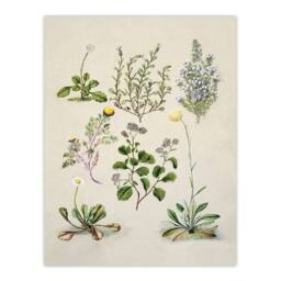 "Artery8 Native New Zealand Wildflowers Artwork Featon Wall Art Poster Print in Beige - Size: W18"" x H24""" - thumbnail 1