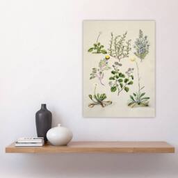 "Artery8 Native New Zealand Wildflowers Artwork Featon Wall Art Poster Print in Beige - Size: W18"" x H24""" - thumbnail 4