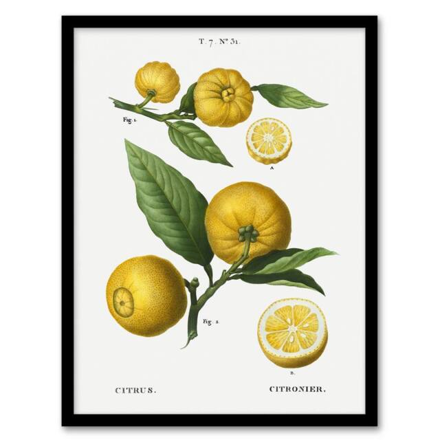 "Artery8 Clusters of Citrus Fruit Redoute Vintage Framed Wall Art Print in White - Size: W12"" x H16""" - image 1