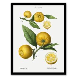 "Artery8 Clusters of Citrus Fruit Redoute Vintage Framed Wall Art Print in White - Size: W12"" x H16""" - thumbnail 1