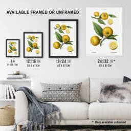 "Artery8 Clusters of Citrus Fruit Redoute Vintage Framed Wall Art Print in White - Size: W12"" x H16""" - thumbnail 3
