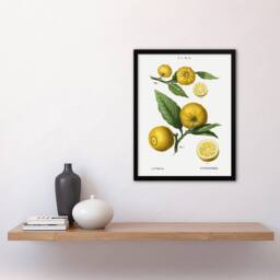 "Artery8 Clusters of Citrus Fruit Redoute Vintage Framed Wall Art Print in White - Size: W12"" x H16""" - thumbnail 4
