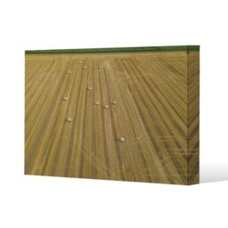 Benjamin Tate Design straw bales of wheat lying on harvested field (Canvas Print) / 101 x 77 x 4cm in Natural - Size: 101 x 77 x 4 cm - thumbnail 1