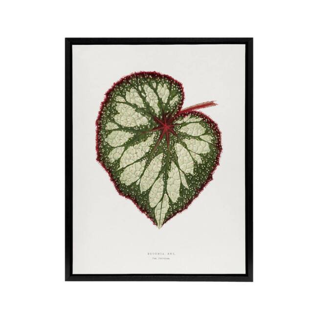 "Artery8 AF Lydon Benjamin Fawcett Begonia Rex Leaf Framed Canvas Art Print in White - Size: W12"" x H16""" - image 1