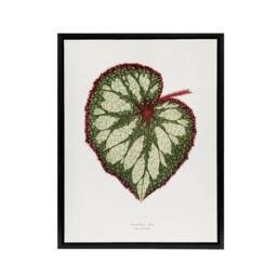 "Artery8 AF Lydon Benjamin Fawcett Begonia Rex Leaf Framed Canvas Art Print in White - Size: W12"" x H16""" - thumbnail 1