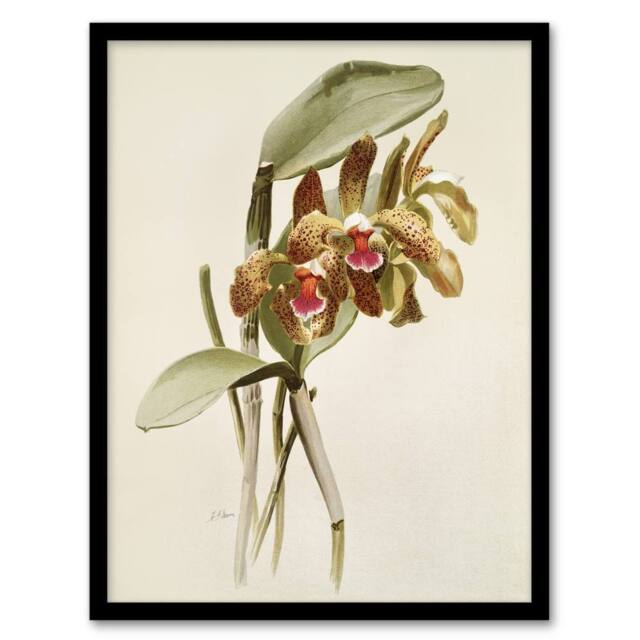 Artery8 F Sander Cattleya Granulosa Var Schofieldiana Orchid Framed Art Print in White - Size: A4 - image 1