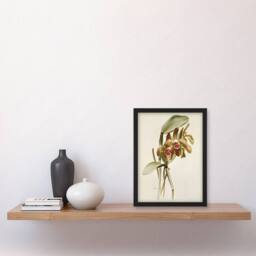 Artery8 F Sander Cattleya Granulosa Var Schofieldiana Orchid Framed Art Print in White - Size: A4 - thumbnail 4