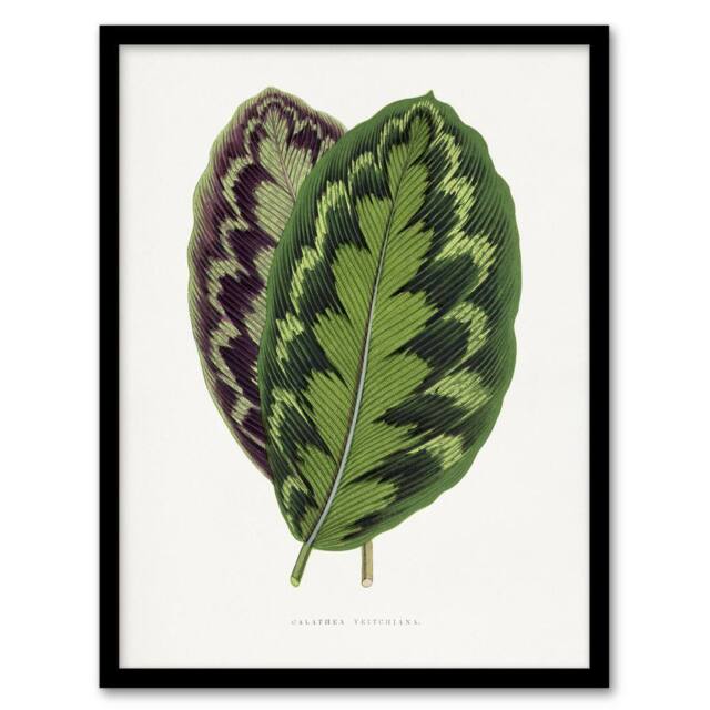 Artery8 AF Lydon Benjamin Fawcett Calathea Veitchiana Leaf Framed Art Print in White - Size: A4 - image 1