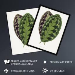 Artery8 AF Lydon Benjamin Fawcett Calathea Veitchiana Leaf Framed Art Print in White - Size: A4 - thumbnail 2