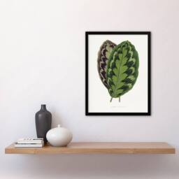 Artery8 AF Lydon Benjamin Fawcett Calathea Veitchiana Leaf Framed Art Print in White - Size: A4 - thumbnail 4
