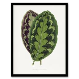 Artery8 AF Lydon Benjamin Fawcett Calathea Veitchiana Leaf Framed Art Print in White - Size: A4 - thumbnail 1