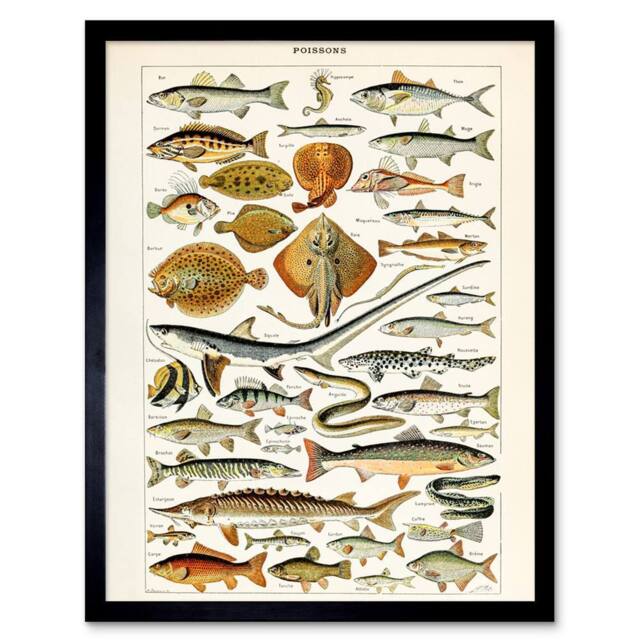 "Artery8 Millot Encyclopedia Page Fish Shark Ray 12x16"" Framed Wall Art - Size: W12"" x H16""" - image 1