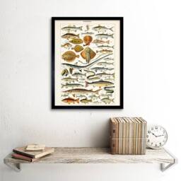 "Artery8 Millot Encyclopedia Page Fish Shark Ray 12x16"" Framed Wall Art - Size: W12"" x H16""" - thumbnail 2
