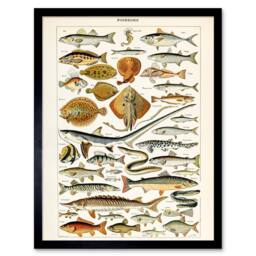 "Artery8 Millot Encyclopedia Page Fish Shark Ray 12x16"" Framed Wall Art - Size: W12"" x H16""" - thumbnail 1