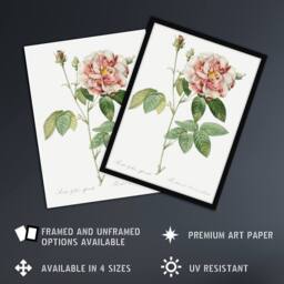 Artery8 Rosa Gallica Giant Rose Floral Redoute Vintage Framed Wall Art Print in White - Size: A4 - thumbnail 2
