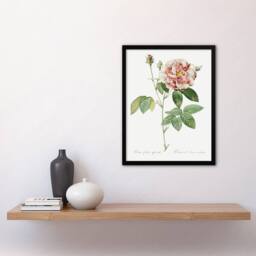 Artery8 Rosa Gallica Giant Rose Floral Redoute Vintage Framed Wall Art Print in White - Size: A4 - thumbnail 4