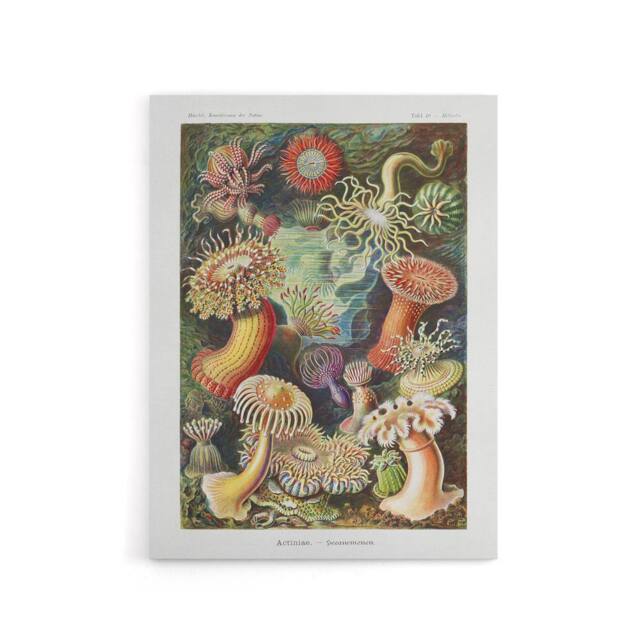 "Artery8 Sea Anemone Marine Landscape Haeckel Botanical Canvas Wall Art - Size: W18"" x H24""" - image 1