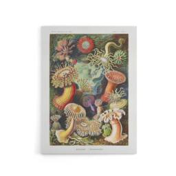 "Artery8 Sea Anemone Marine Landscape Haeckel Botanical Canvas Wall Art - Size: W18"" x H24""" - thumbnail 1