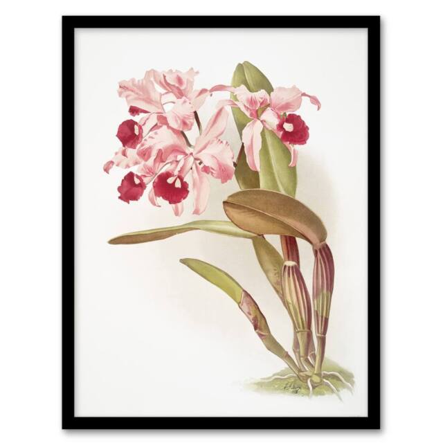 Artery8 Frederick Sander Cattleya Lawrenceana Orchid Flowers Framed Art Print - Size: A4 - image 1