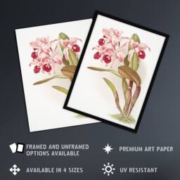 Artery8 Frederick Sander Cattleya Lawrenceana Orchid Flowers Framed Art Print - Size: A4 - thumbnail 2