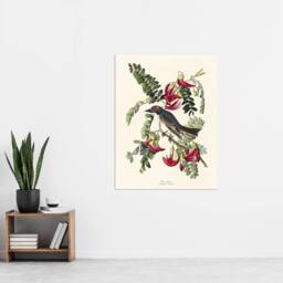 "Artery8 Birds of America Piping Flycatcher Audubon Wall Art Print Poster in White - Size: W18"" x H24""" - thumbnail 4