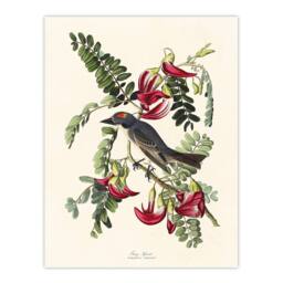"Artery8 Birds of America Piping Flycatcher Audubon Wall Art Print Poster in White - Size: W18"" x H24""" - thumbnail 1