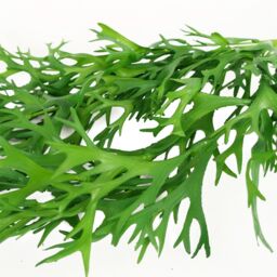 Leaf Pack of 6 x 80cm Hanging Artificial Staghorn Fern in Green - Size: 6 x 80 cm - thumbnail 3