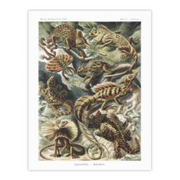 "Artery8 Lacertilia Reptile Lizard Species Haeckel Wall Art Print Poster - Size: W12"" x H16""" - thumbnail 1