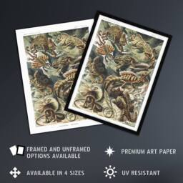 "Artery8 Lacertilia Reptile Lizard Species Haeckel Wall Art Print Poster - Size: W12"" x H16""" - thumbnail 2