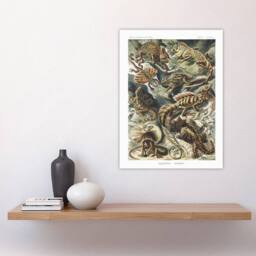 "Artery8 Lacertilia Reptile Lizard Species Haeckel Wall Art Print Poster - Size: W12"" x H16""" - thumbnail 4