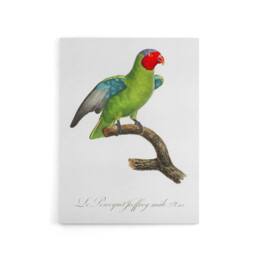 "Artery8 The Red Cheeked Parrot Francois Levaillant Canvas Wall Art Print in White - Size: W12"" x H16""" - thumbnail 1