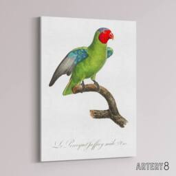 "Artery8 The Red Cheeked Parrot Francois Levaillant Canvas Wall Art Print in White - Size: W12"" x H16""" - thumbnail 2
