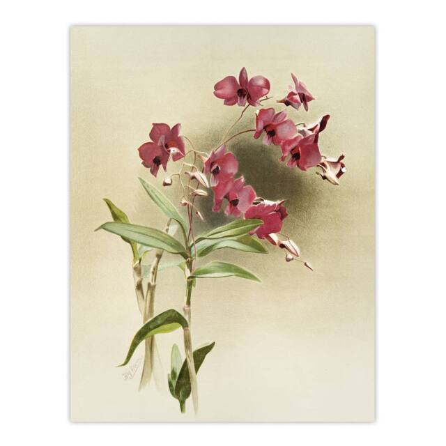 "Artery8 Frederick Sander Cooktown Pink Orchid Flowers Wall Art Print - Size: W12"" x H16""" - image 1