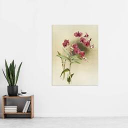 "Artery8 Frederick Sander Cooktown Pink Orchid Flowers Wall Art Print - Size: W12"" x H16""" - thumbnail 4