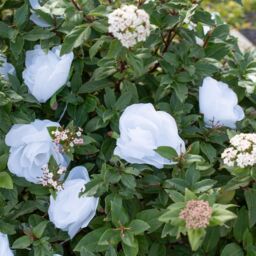 ValueLights 20pc White Floral Outdoor Garden Solar String Lights in Warm White - thumbnail 4