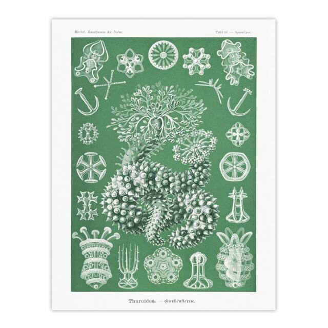 "Artery8 Ocean Sea Cucumber Beach Haeckel Botanical Wall Art Print Poster in Green - Size: W24"" x H32""" - image 1