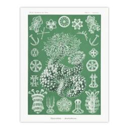 "Artery8 Ocean Sea Cucumber Beach Haeckel Botanical Wall Art Print Poster in Green - Size: W24"" x H32""" - thumbnail 1