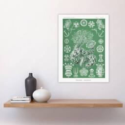 "Artery8 Ocean Sea Cucumber Beach Haeckel Botanical Wall Art Print Poster in Green - Size: W24"" x H32""" - thumbnail 4