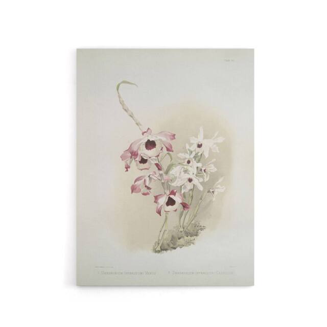 "Artery8 Frederick Sander Dendrobium Venus & Cassiope Orchid Canvas Art Print - Size: W12"" x H16""" - image 1