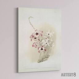 "Artery8 Frederick Sander Dendrobium Venus & Cassiope Orchid Canvas Art Print - Size: W12"" x H16""" - thumbnail 2