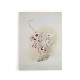 "Artery8 Frederick Sander Dendrobium Venus & Cassiope Orchid Canvas Art Print - Size: W12"" x H16""" - thumbnail 1