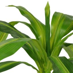 Berkfield Home Artificial Dracaena Plant with Pot 100 cm Green - thumbnail 2
