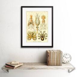 "Artery8 Nature Ernst Haeckel Octopus Biology Germany 12x16"" Framed Art Print in Beige - Size: W12"" x H16""" - thumbnail 2