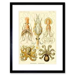 "Artery8 Nature Ernst Haeckel Octopus Biology Germany 12x16"" Framed Art Print in Beige - Size: W12"" x H16""" - thumbnail 1