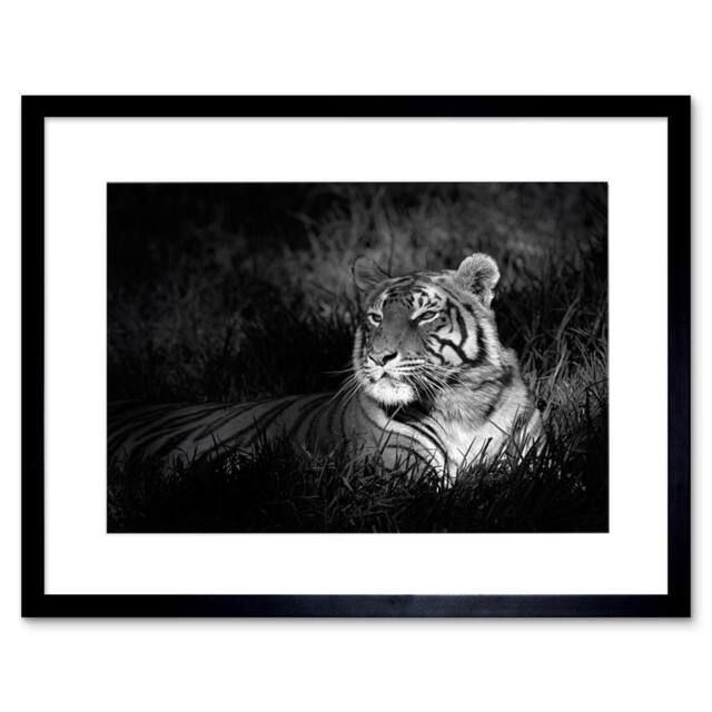 "Artery8 Bengal Tiger Black White Photo Home Decor 12x16"" Framed Wall Art Print in Grey - Size: W12"" x H16""" - image 1
