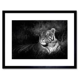 "Artery8 Bengal Tiger Black White Photo Home Decor 12x16"" Framed Wall Art Print in Grey - Size: W12"" x H16""" - thumbnail 1