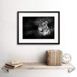 "Artery8 Bengal Tiger Black White Photo Home Decor 12x16"" Framed Wall Art Print in Grey - Size: W12"" x H16""" - thumbnail 2