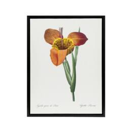 "Artery8 Tiger Flower Botanical Redoute Vintage Black Framed Canvas Wall Art in White - Size: W12"" x H16""" - thumbnail 1
